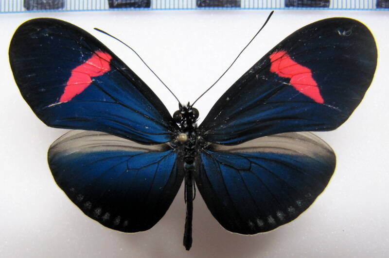 heliconius-erato-cyrbia-eq-fi-standard.jpg