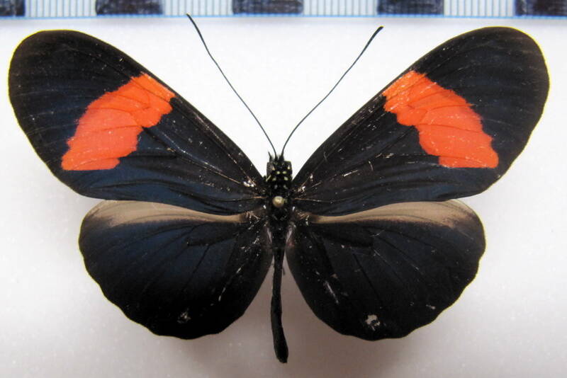 heliconius-erato-guarica02-r-standard.jpg