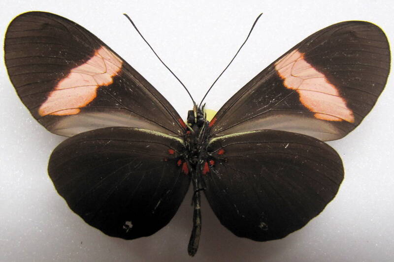 heliconius-erato-guarica02-v-standard.jpg