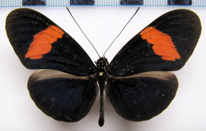 heliconius-erato-guarica03-r-standard.jpg