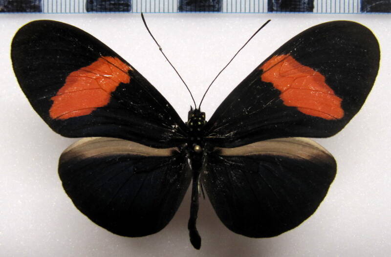 heliconius-erato-guarica04-r-standard.jpg
