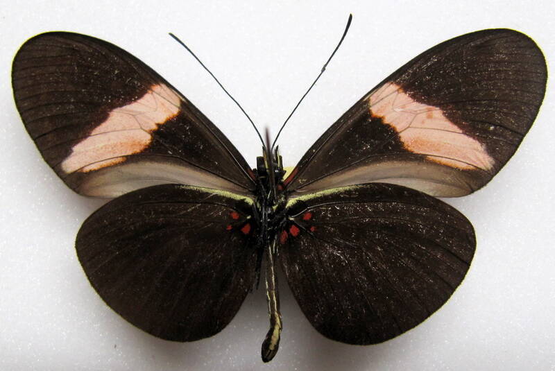 heliconius-erato-guarica04-v-standard.jpg