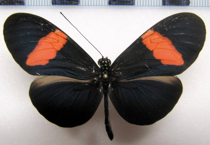 heliconius-erato-guarica05-r-standard.jpg