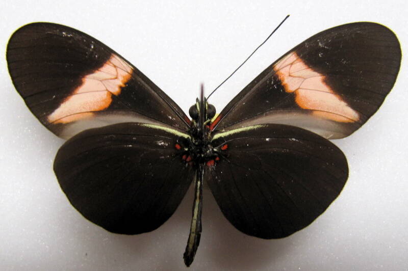 heliconius-erato-guarica05-v-standard.jpg