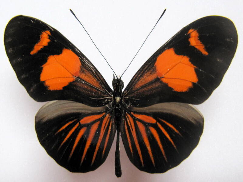 heliconius-erato-microclea05-p-standard.jpg