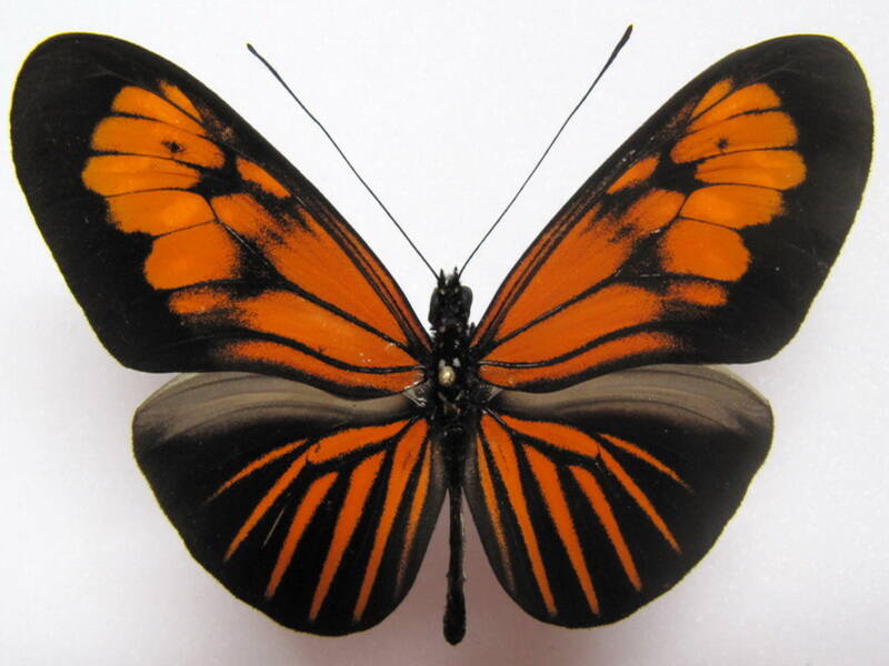 heliconius-erato-microclea06-p-standard.jpg
