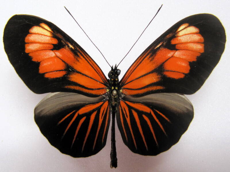 heliconius-erato-microclea07-p-standard.jpg
