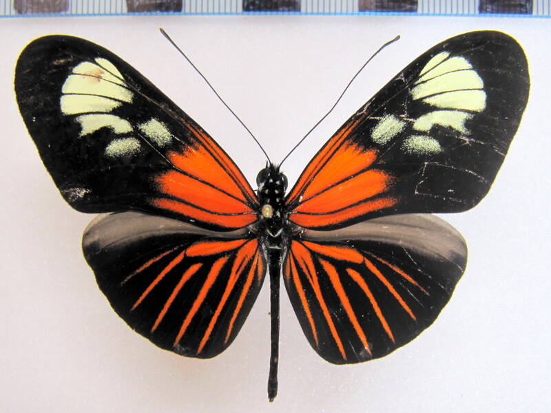 heliconius-erato-notabilis-ochracea-eq02-standard.jpg