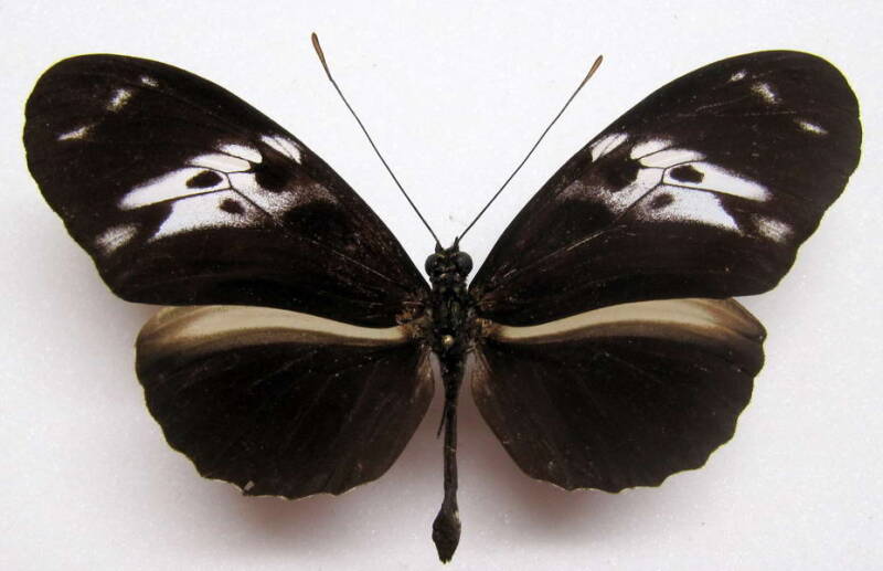 heliconius-hecale-hecale-guyana05-standard.jpg