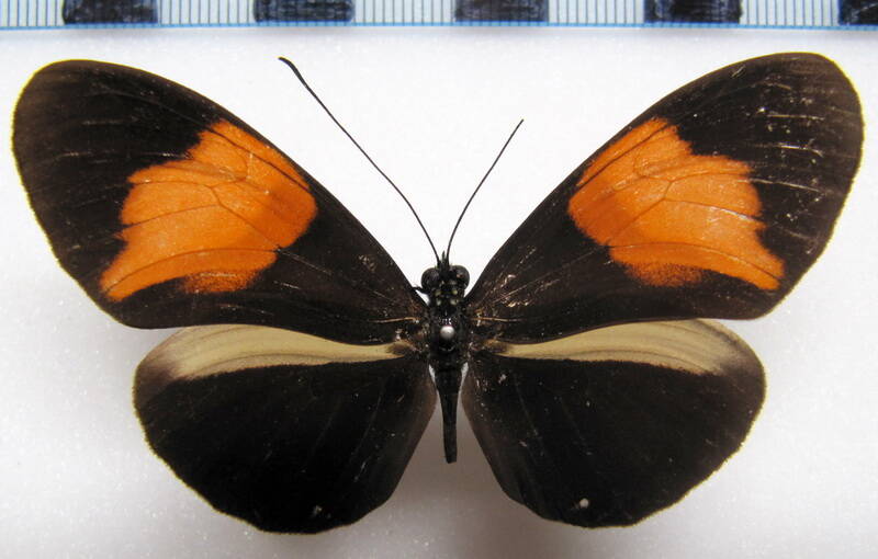 heliconius-melpomene-euryas01-r-standard.jpg