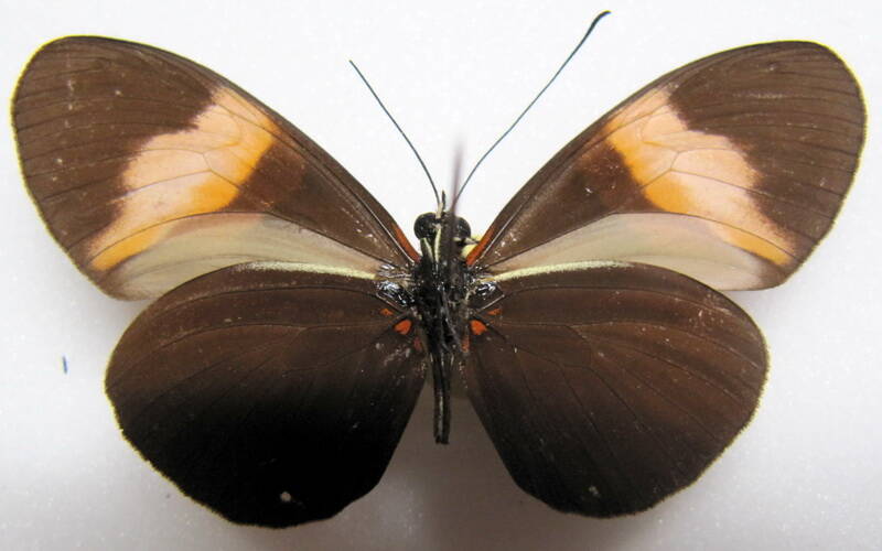 heliconius-melpomene-euryas01-v-standard.jpg