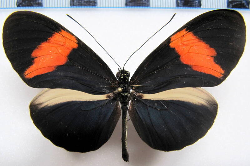 heliconius-melpomene-euryas02-r-standard.jpg