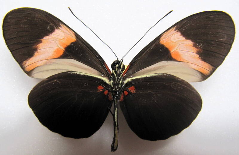 heliconius-melpomene-euryas02-v-standard.jpg