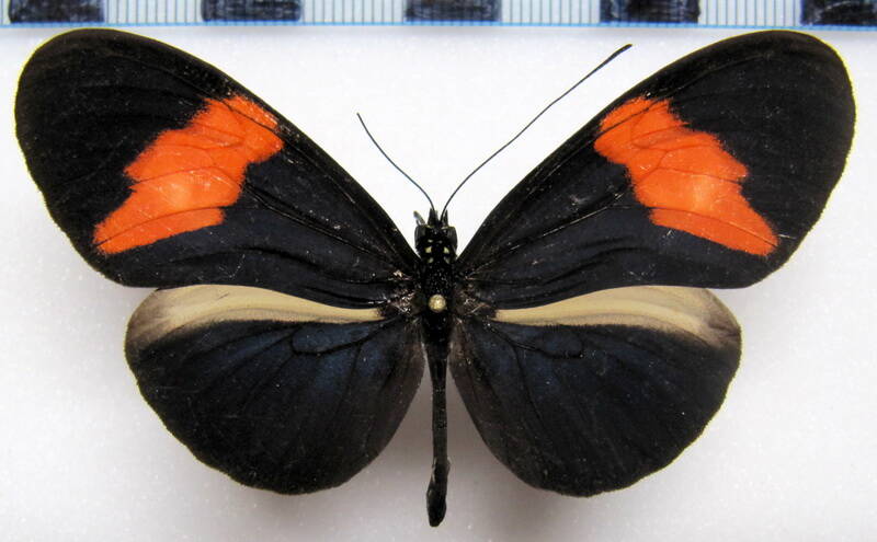 heliconius-melpomene-euryas03-r-standard.jpg