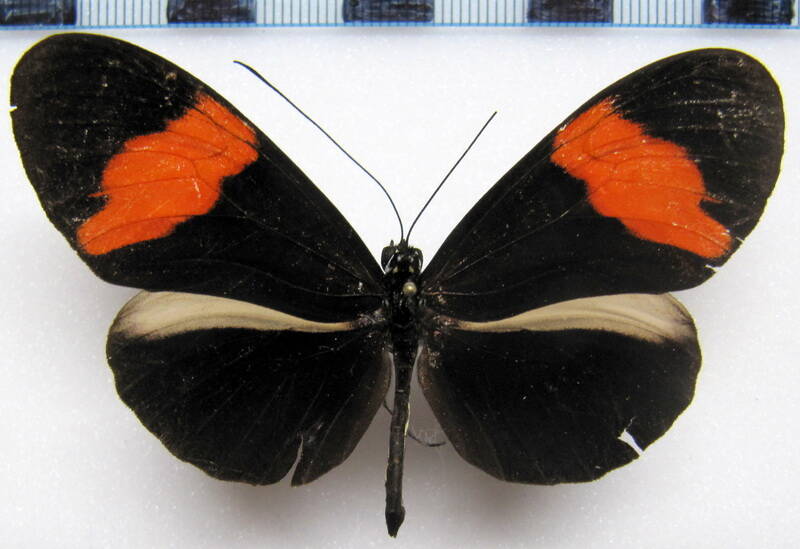 heliconius-melpomene-euryas04-r-standard.jpg