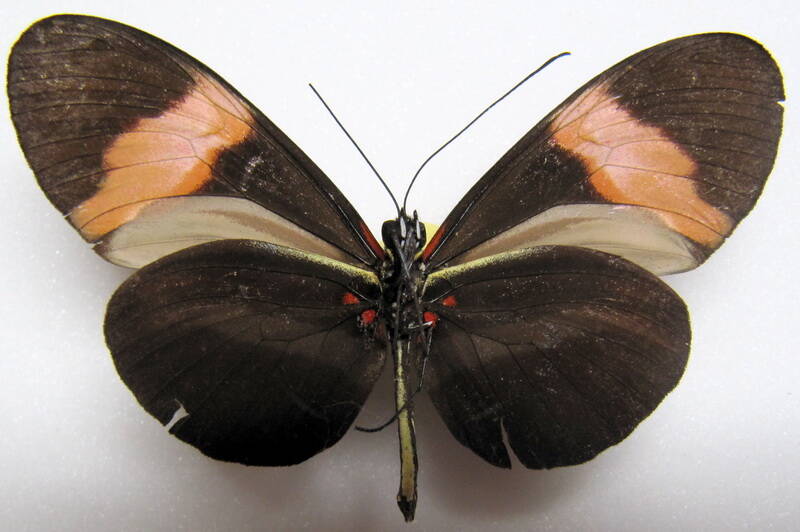 heliconius-melpomene-euryas04-v-standard.jpg