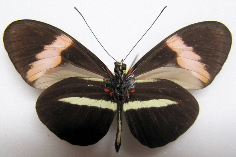 heliconius-melpomene-euryas_forme01-v-standard.jpg