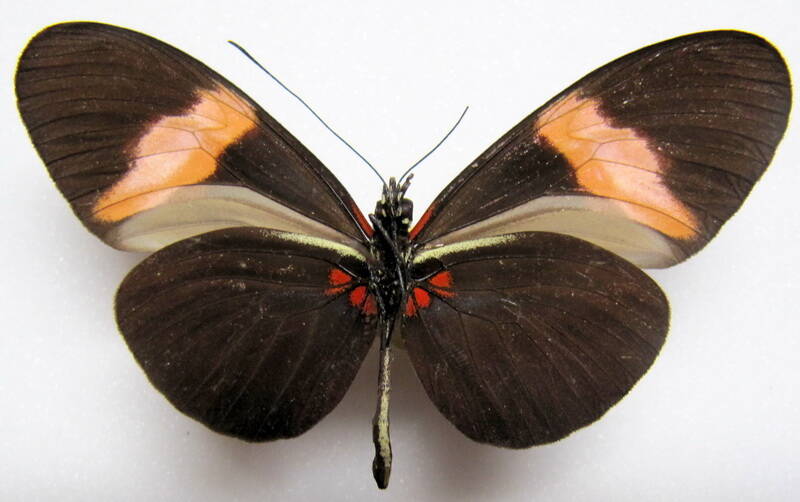 heliconius-melpomene-martinae02-v-standard.jpg
