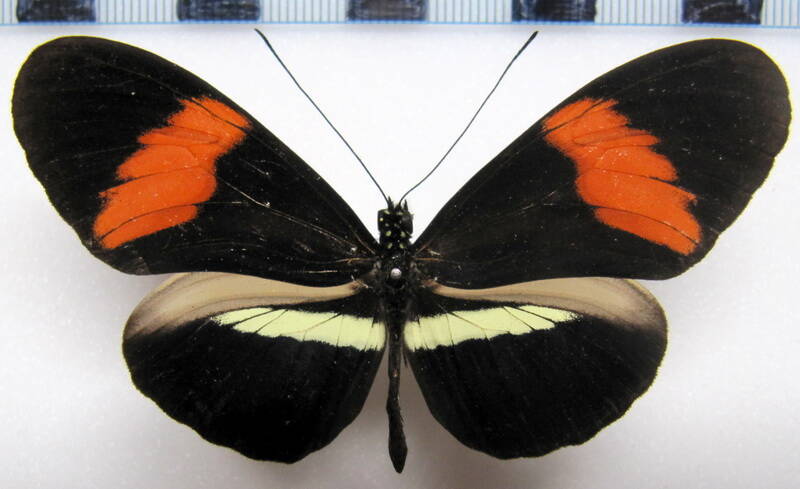 heliconius-melpomene-martinae_flavomartina-r-standard.jpg