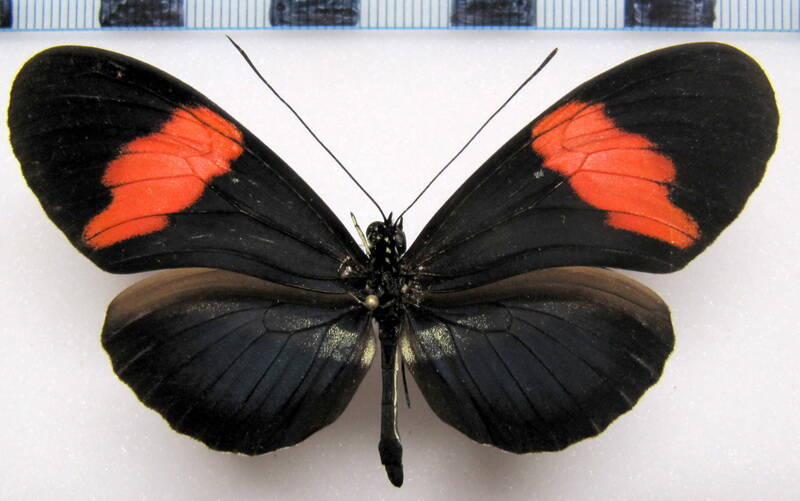 heliconius-melpomene-vulcanus01-r-standard.jpg