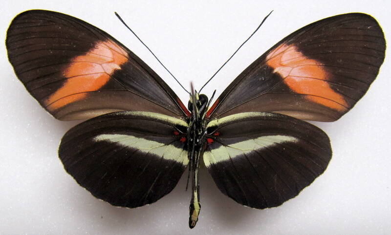 heliconius-melpomene-vulcanus01-v-standard.jpg