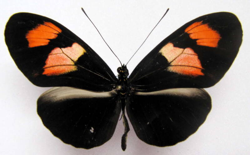 heliconius-melpomene-xenoclea05-p-standard.jpg