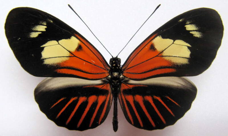 heliconius-melpomene-xenoclea06-p-standard.jpg