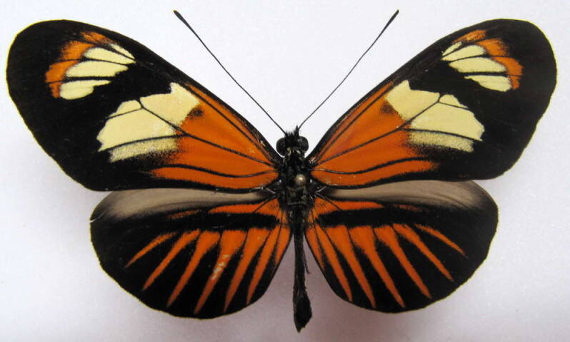 heliconius-melpomene-xenoclea07-p-standard.jpg