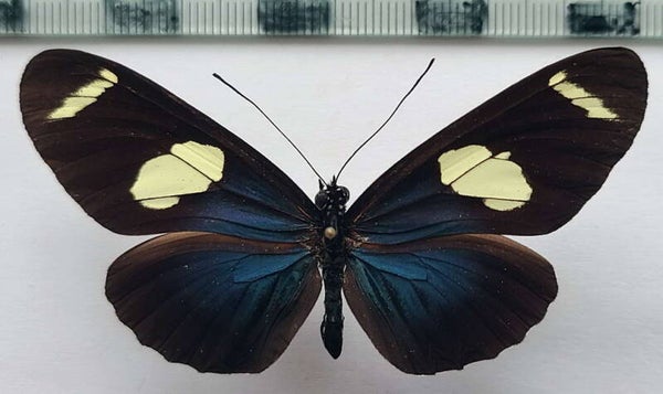 Heliconius sara  femelle A1-  Guyane fr