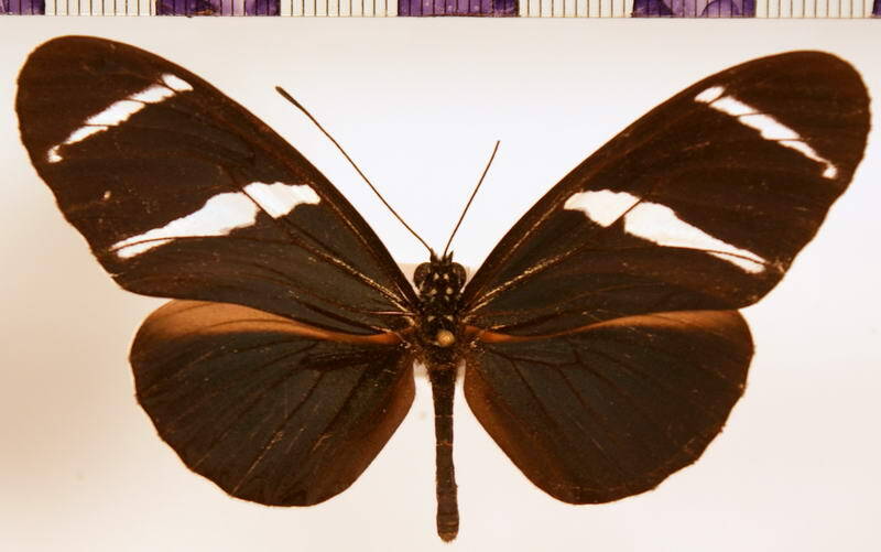 heliconius_antiochus_bol-standard.jpg