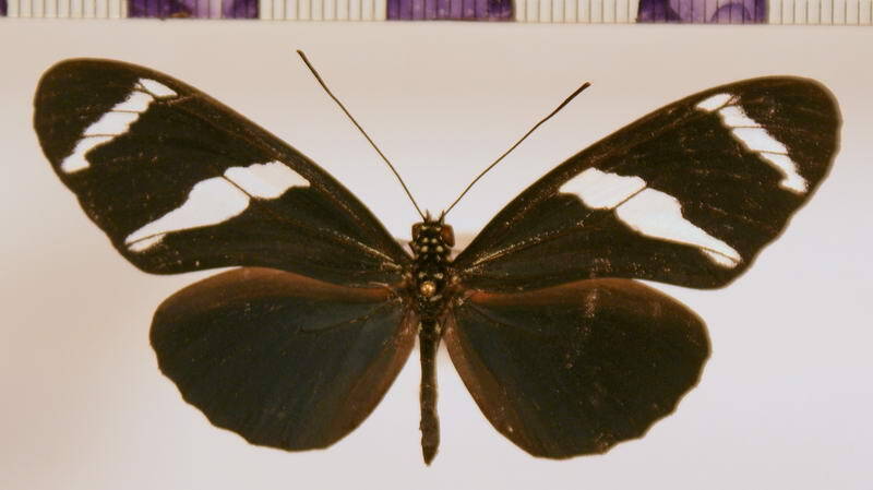 heliconius_antiochus_gf-standard.jpg