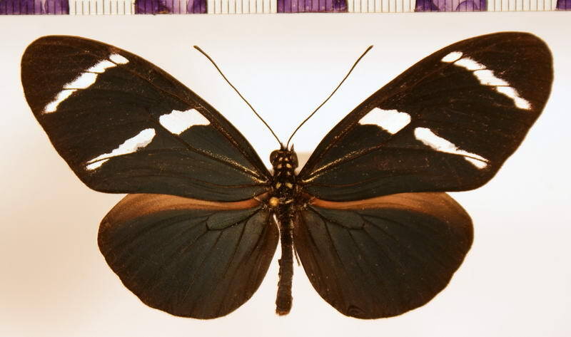 heliconius_antiochus_perou-standard.jpg