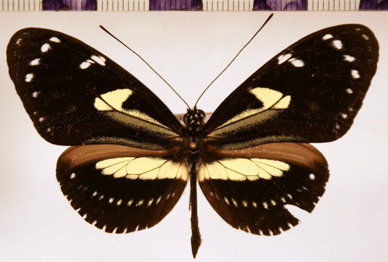 heliconius_atthis01_m_equateur-standard.jpg