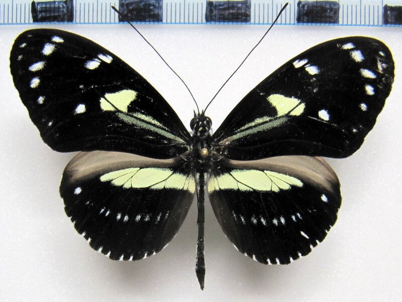 Heliconius atthis mâle A1-  Equateur