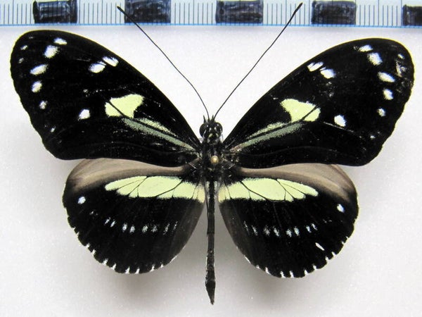Heliconius atthis mâle A1-  Equateur