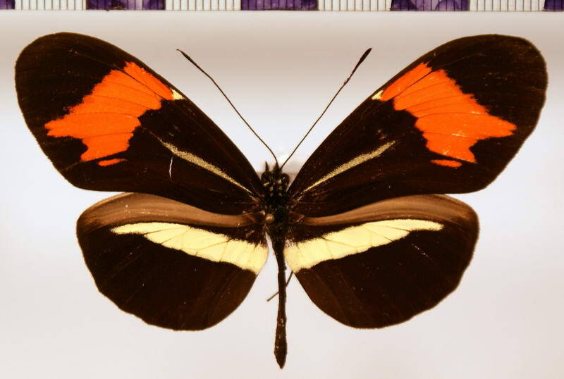 heliconius_besckei_m-standard.jpg
