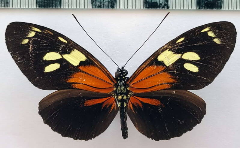 heliconius_burneyi_f-serpensis_f_gf-standard.jpg