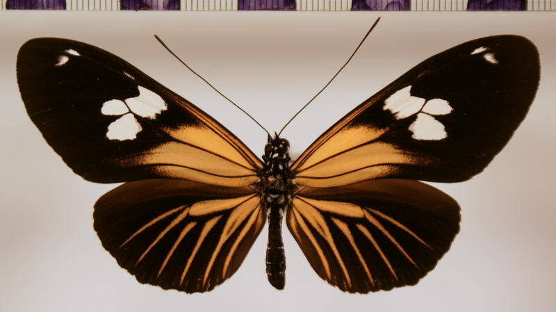 heliconius_burneyi_huebneri_aberration-standard.jpg