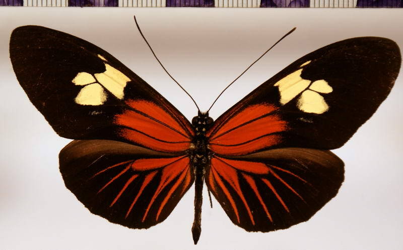 heliconius_burneyi_huebneri_m02-standard.jpg