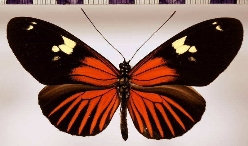 heliconius_burneyi_huebneri_m03-standard.jpg