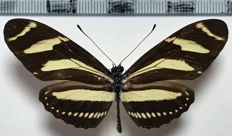 heliconius_charitonia_vazquezae_m_cr-standard.jpg