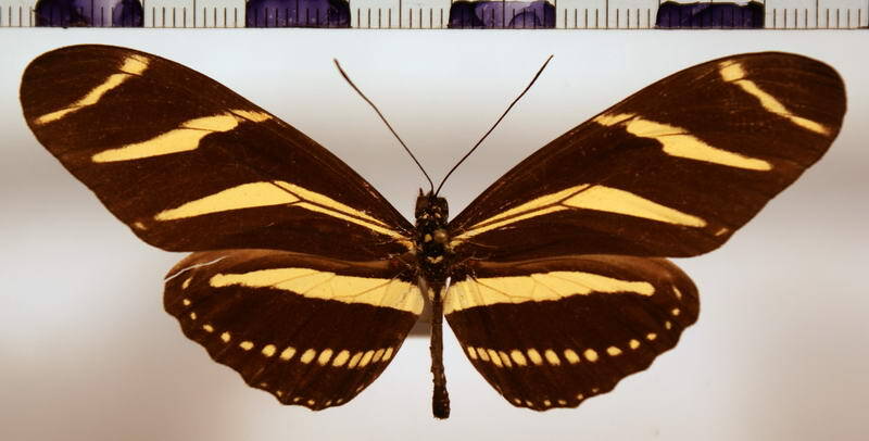 heliconius_charitonius_bassleri_intermediaire-standard.jpg