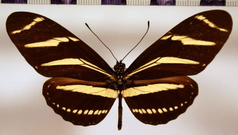 heliconius_charitonius_vasquezae-standard.jpg