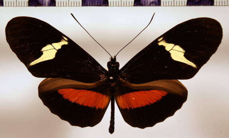 heliconius_clysonymus-standard.jpg