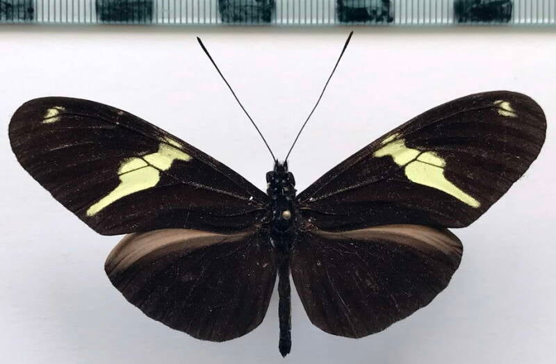 heliconius_clysonymus_fischeri_leoncitonis_m_col-standard.jpg