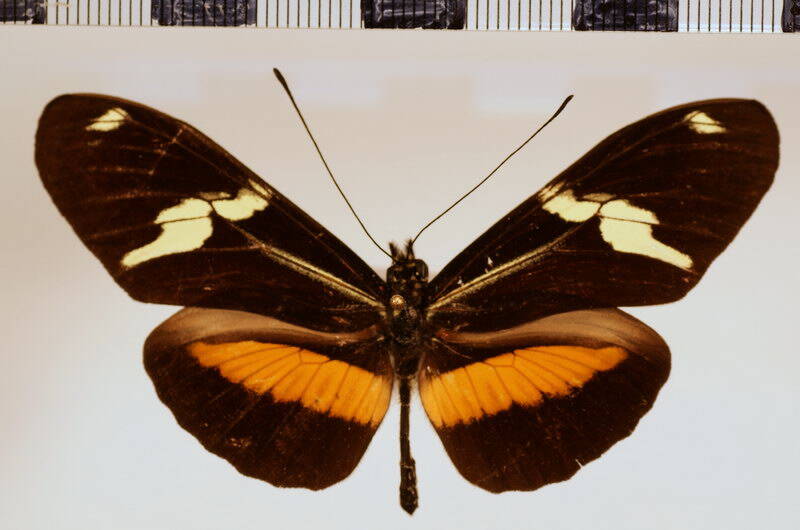 heliconius_clysonymus_hygiana-standard.jpg