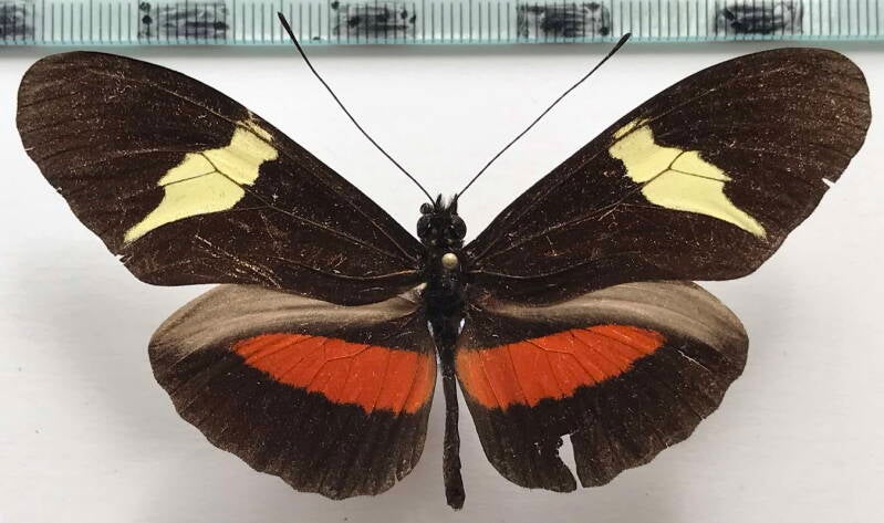 heliconius_clysonymus_m_eq-standard.jpg