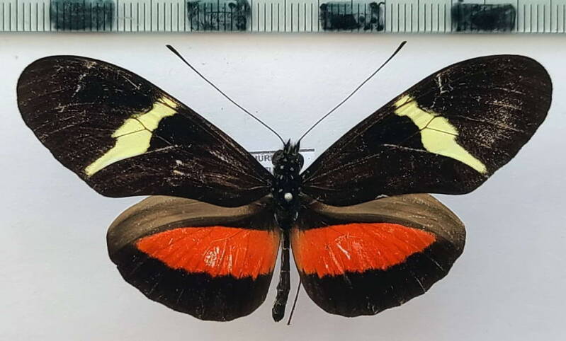 heliconius_clysonymus_m_vnz-standard.jpg