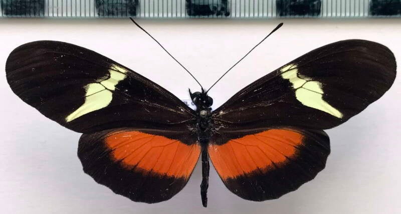 heliconius_clysonymus_montanus_f_cr-standard-zgodjj.jpg
