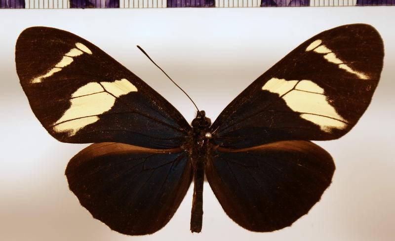 heliconius_congener_aquilonaris_colombie-standard.jpg